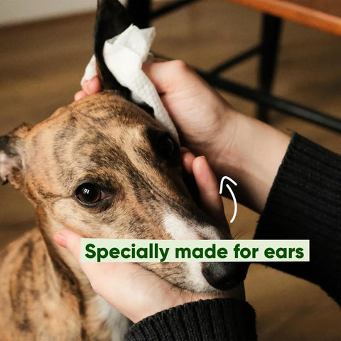 Beco Dog Ear Wipes – Kokosgeur