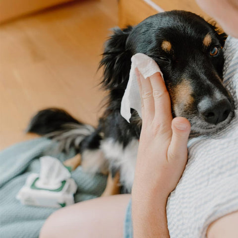 Beco Dog Eye Wipes – Parfumvrij