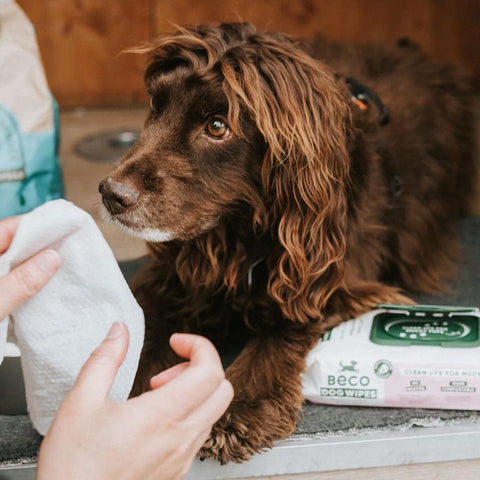 Beco Bamboo Dog Wipes – Kokosgeur