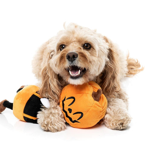 Hond speelt met een pluche pompoenfiguur tussen de voorpoten