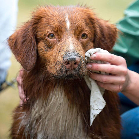 HOWND Yup You Stink! Dog Wipes – hond met vieze snuit wordt schoongemaakt met antibacterieel honden doekje