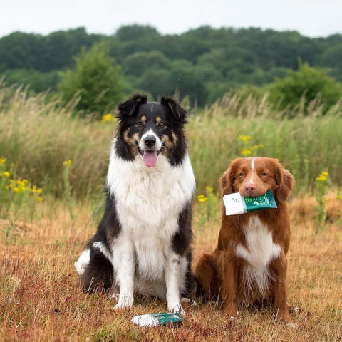 HOWND Yup You Stink! Dog Wipes – twee honden buiten met verpakking van natuurlijke honden schoonmaakdoekjes