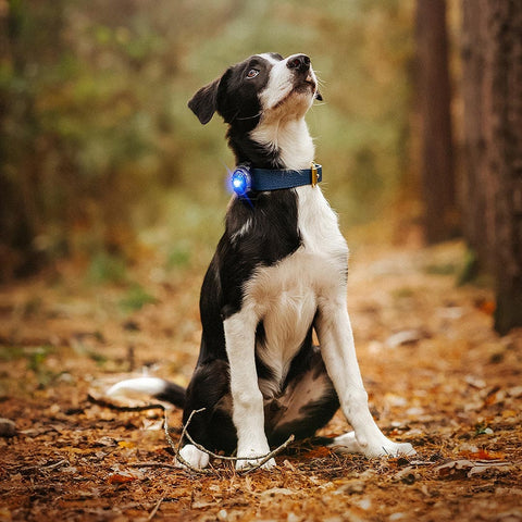 Orbiloc Dog Dual Blauw – hondenlampje met helder LED-licht, ideaal voor avondwandeling of schemer, houdt je hond zichtbaar en veilig buiten