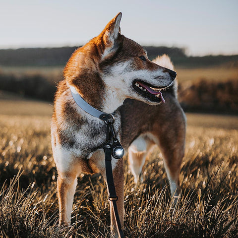 Orbiloc Dog Dual DARK – LED veiligheidslampje voor honden tijdens wandeling in de natuur, waterdicht en schokbestendig hondenlampje voor dagelijks gebruik