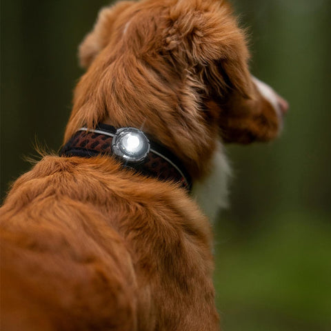Orbiloc Dog Dual DARK – hondenlampje met helder LED-licht, ideaal voor avondwandeling of schemer, houdt je hond zichtbaar en veilig buiten