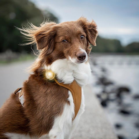 Orbiloc Dog Dual Goud – beste veiligheidslampje voor honden, waterdicht LED-licht dat je hond zichtbaar houdt in het donker en bij avondwandelingen