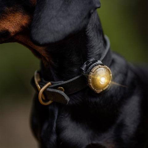 Orbiloc Dog Dual Goud – LED lampje bevestigd aan hondenhalsband, zorgt dat je hond goed zichtbaar is bij weinig licht en verkeer