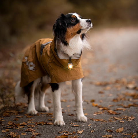 Orbiloc Dog Dual Goud – hondenlampje met helder LED-licht, ideaal voor avondwandeling of schemer, houdt je hond zichtbaar en veilig buiten
