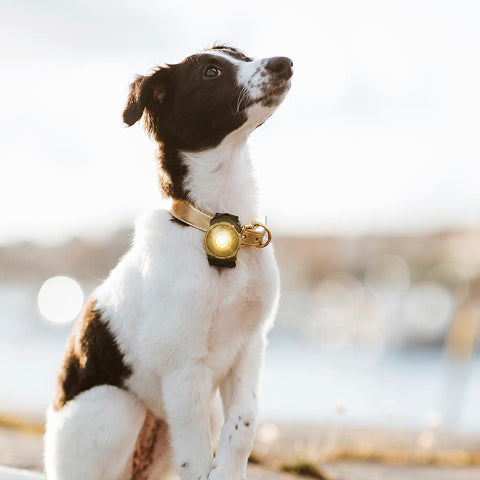 Orbiloc Dog Dual Goud – LED veiligheidslampje voor honden tijdens wandeling in de natuur, waterdicht en schokbestendig hondenlampje voor dagelijks gebruik