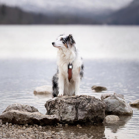 Orbiloc Dog Dual Wit – LED veiligheidslampje voor honden tijdens wandeling in de natuur, waterdicht en schokbestendig hondenlampje voor dagelijks gebruik