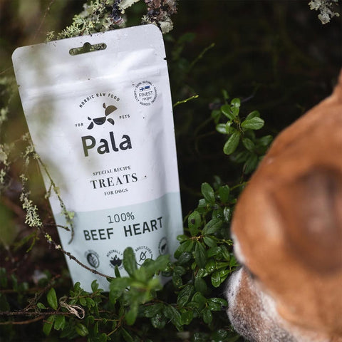 Hond samen met de verpakking van Pala Dog Treats 100% Beef Heart – natuurlijke hondensnacks van runderhart, luchtgedroogd, monoproteïne en hypoallergeen
