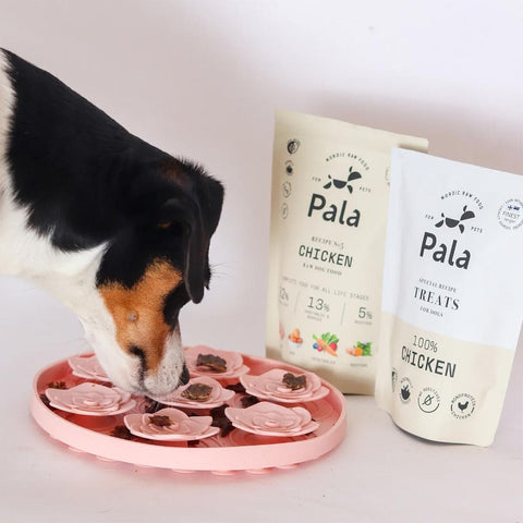 Hond geniet van Pala Dog Treats 100% Chicken – gezonde, graanvrije hondensnacks van kip, rijk aan eiwitten, vitaminen en mineralen, ideaal als beloning
