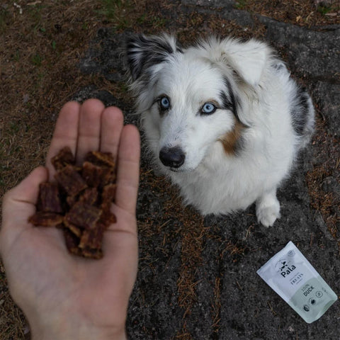 Hond kijkt naar Pala Dog Treats 100% Duck – gezonde, graanvrije hondensnacks van eendenvlees, rijk aan eiwitten, vitaminen en mineralen