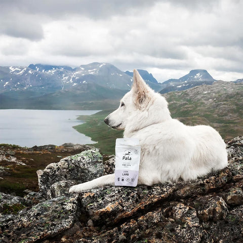 Hond samen met de verpakking van Pala Dog Treats 100% Lamb – natuurlijke hondensnacks van lam, luchtgedroogd, monoproteïne en hypoallergeen