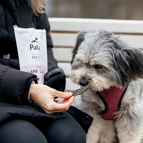 Hond snuffelt aan Pala Dog Treats 100% Lamb Liver – gezonde, graanvrije hondensnacks van lamslever, rijk aan eiwitten, vitaminen en mineralen, ideaal als beloning