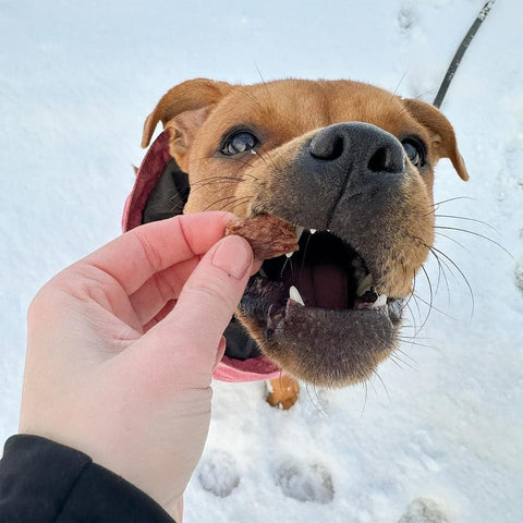 Hond geniet van Pala Dog Treats 100% Rabbit – gezonde, hypoallergene hondensnacks van konijnenvlees, rijk aan eiwitten en licht verteerbaar voor gevoelige honden