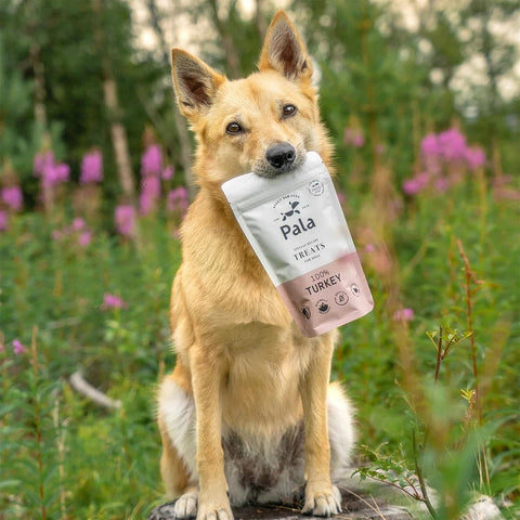 Hond samen met de verpakking van Pala Dog Treats 100% Turkey – natuurlijke hondensnacks van kalkoen, luchtgedroogd, monoproteïne en hypoallergeen