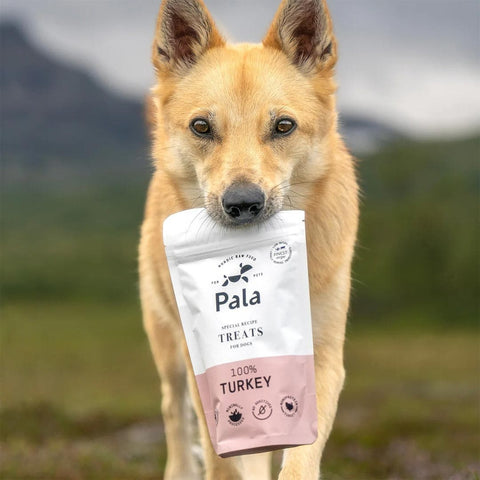Hond samen met de verpakking van Pala Dog Treats 100% Turkey – natuurlijke hondensnacks van kalkoen, luchtgedroogd, monoproteïne en hypoallergeen