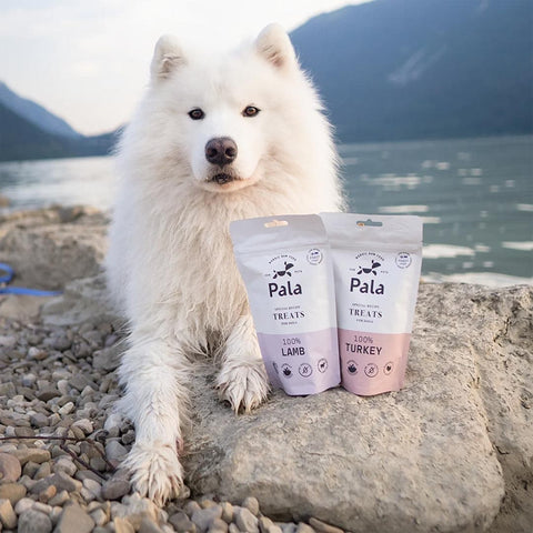 Hond samen met de verpakking van Pala Dog Treats 100% Turkey – natuurlijke hondensnacks van kalkoen, luchtgedroogd, monoproteïne en hypoallergeen