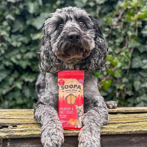 Soopa Dental Sticks Cranberry & Zoete Aardappel – hond met verpakking – natuurlijke kauwsnack voor honden, graanvrije en hypoallergene gebitsverzorging