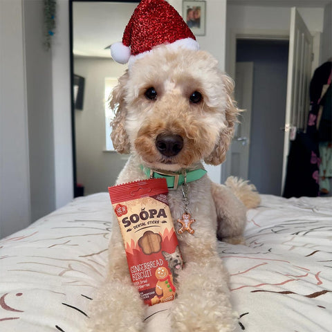 Soopa Dental Sticks Gingerbread Biscuit – kersteditie – hond met verpakking – natuurlijke kauwsnack voor honden, graanvrije en hypoallergene gebitsverzorging