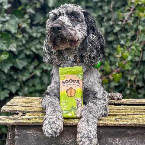 Soopa Dental Sticks Boerenkool & Appel – hond met verpakking – natuurlijke kauwsnack voor honden, graanvrije en hypoallergene gebitsverzorging