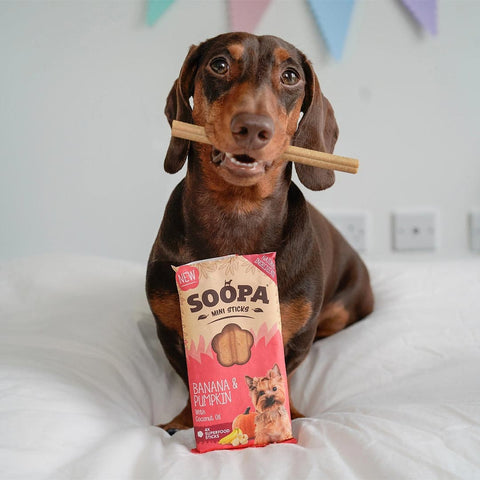 Soopa Mini Dental Sticks – Banaan & Pompoen Soopa Mini Dental Sticks Banaan & Pompoen – hond met verpakking – natuurlijke kauwsnack voor kleine honden, graanvrije en hypoallergene gebitsverzorging