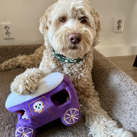 Hond samen met ZippyPaws Halloween Burrow Haunted Carriage – interactief Halloween verstopspeelgoed voor honden, pluche paarse spookkoets met twee piepende skeletpaardjes en een koetsier