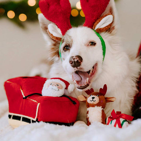 Hond samen met de ZippyPaws Holiday Burrow Santa’s Sleigh – interactief kerst-verstopspeelgoed voor honden, pluche arrenslee met piepende kerstman, rendier en cadeautje