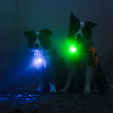 Orbiloc Freedom – video over LED veiligheidslampjes voor honden. Toont hoe de Orbiloc Dog Dual zichtbaarheid en veiligheid biedt tijdens wandelingen bij schemer, regen en donker