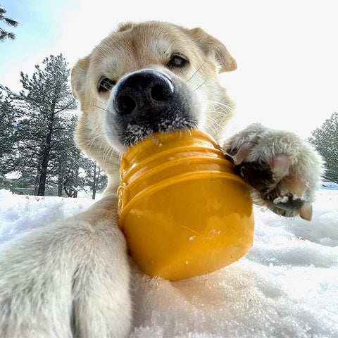 SodaPup Honey Pot eCup Treat Dispenser – Honey Pot - Puppy Village.nl