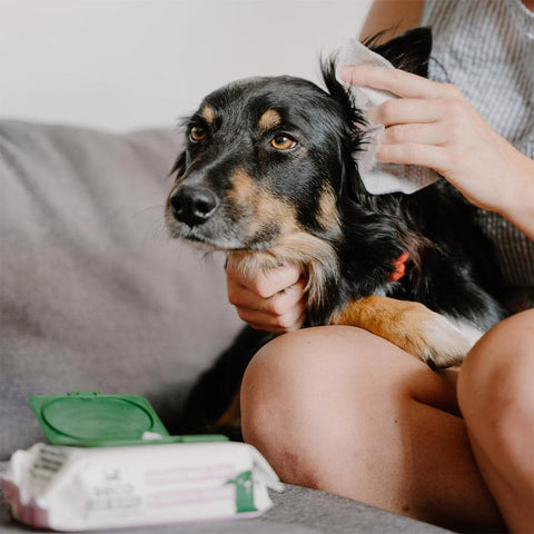 Beco Dog Ear Wipes – Kokosgeur