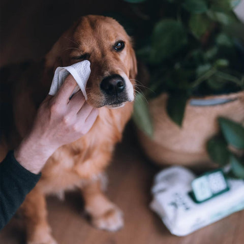 Beco Dog Eye Wipes – Parfumvrij