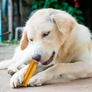 CHURPI Himalayan Yakkaas Bar – hond kauwt op de Himalaya yakkaas bar, harde snack ter ondersteuning van gebitsverzorging en mondgezondheid