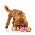 Hond speelt met een oranje-paarse pluche slang bij het geknoopte deel