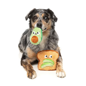 Australian Shepherd met FuzzYard Perfect Match Avocado & Toast – pluche set hondenspeeltjes bestaande uit een avocado en een toast met avocadopartjes, beide met vrolijke geborduurde gezichtjes
