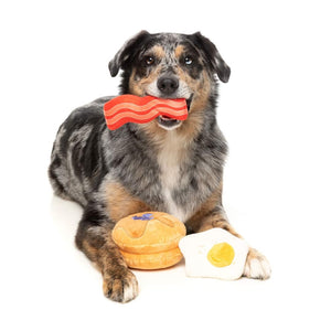 Australian Shepherd met FuzzYard Perfect Match Dog's Breakfast – pluche set hondenspeeltjes in de vorm van een ontbijt bestaande uit een pannenkoek met blauwe bessen, een plak bacon en een gebakken spiegelei