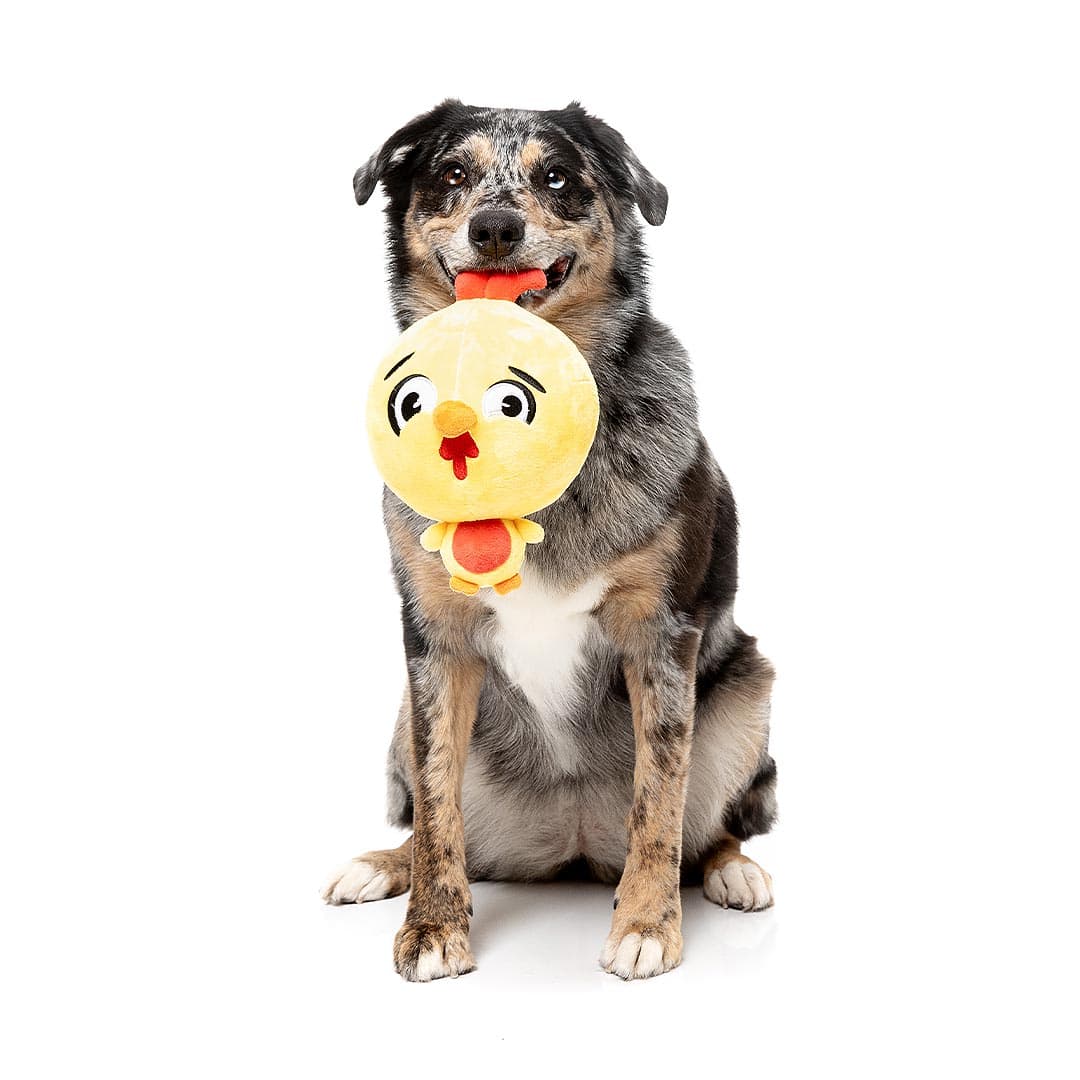 FuzzYard Noggins – Hen Diesel