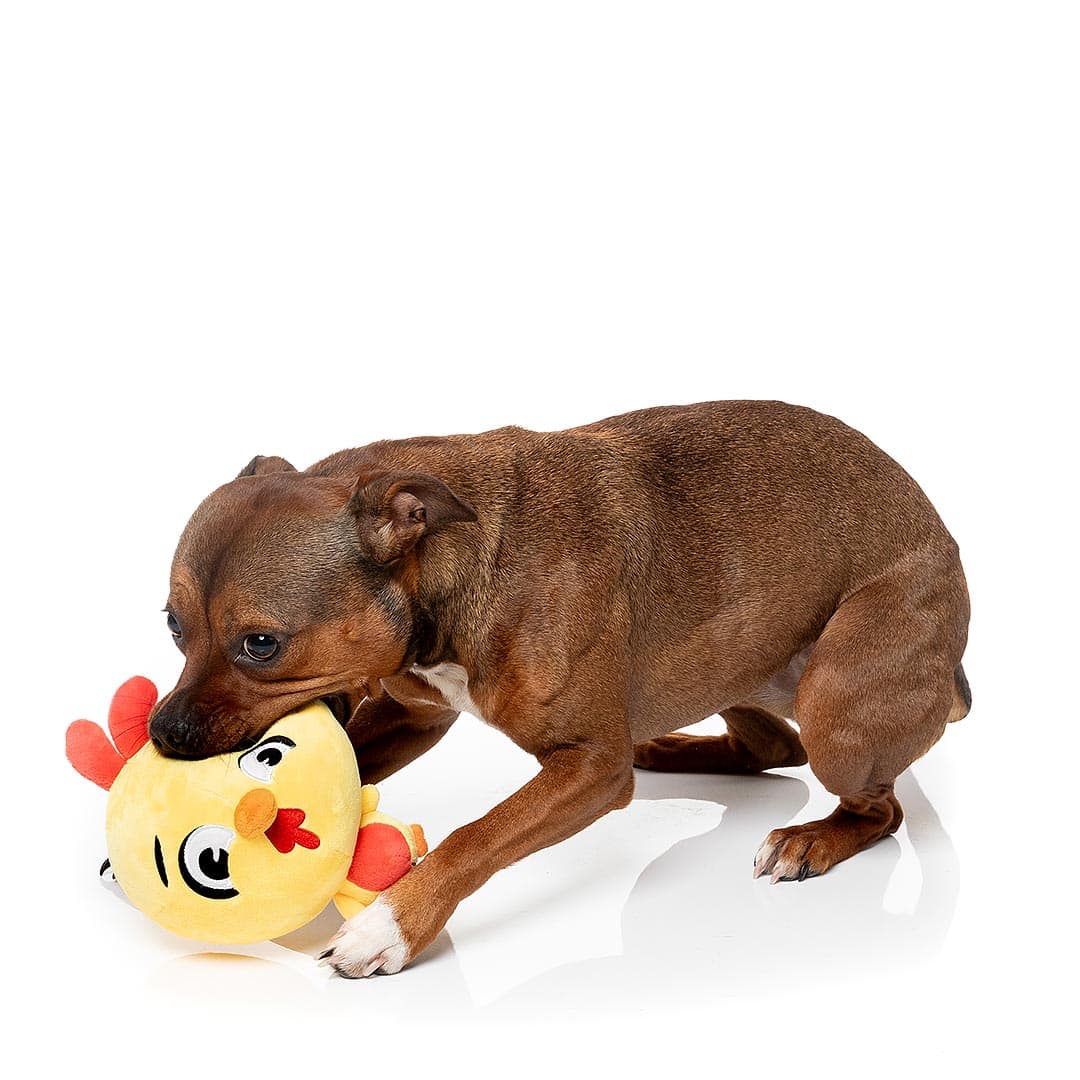 FuzzYard Noggins – Hen Diesel