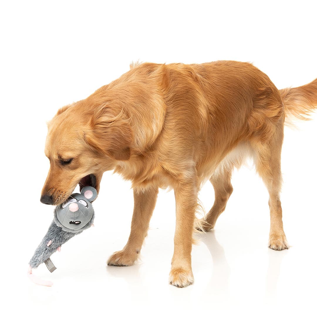 Hond loopt met FuzzYard Yeetz Rack Off Rat – pluche hondenspeeltje in de vorm van een rat met geborduurd gezicht, verzwaarde bal in de kop en lang, vullingloos lichaam, ideaal apporteerspeelgoed om te slingeren, gooien en spelen voor honden