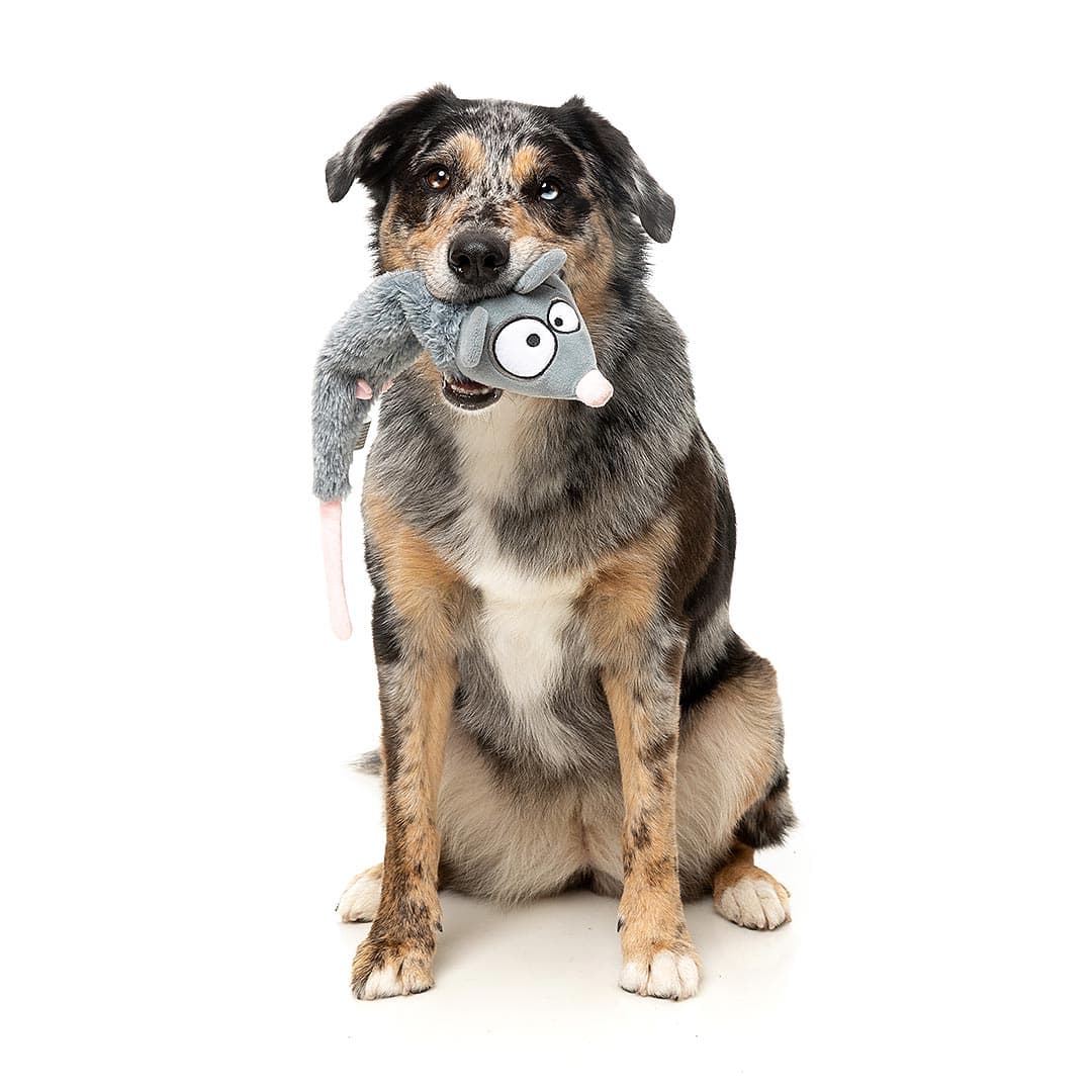 Hond speelt met FuzzYard Yeetz Rack Off Rat – pluche hondenspeeltje in de vorm van een rat met geborduurd gezicht, verzwaarde bal in de kop en lang, vullingloos lichaam, ideaal apporteerspeelgoed om te slingeren, gooien en spelen voor honden