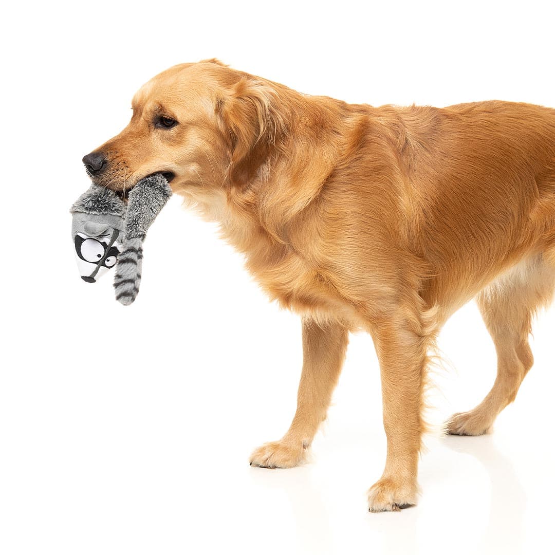 Hond loopt met FuzzYard Yeetz Run Along Raccoon – pluche hondenspeeltje in de vorm van een wasbeer met verzwaarde bal en vullingloos lichaam