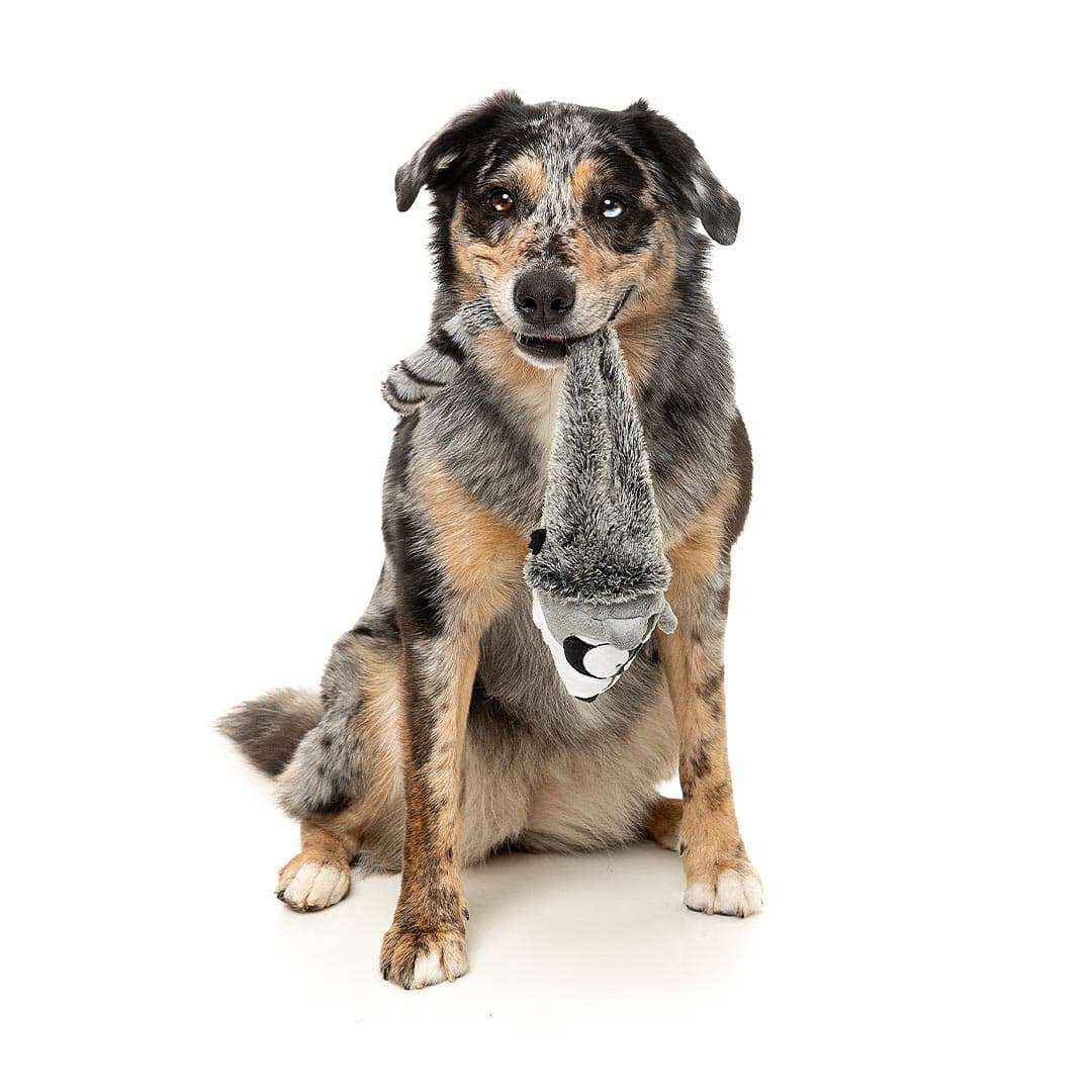 Hond speelt met FuzzYard Yeetz Run Along Raccoon – pluche hondenspeeltje in de vorm van een wasbeer met verzwaarde bal en vullingloos lichaam