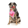 FuzzYard Valentine’s Tail Chaser Perfume – pluche Valentijns hondenspeeltje met touw en pieper, hartvormig parfumdesign
