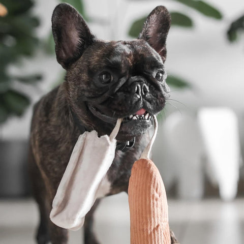 Lambwolf Collective Mini Baguette – Crinkle + Squeaky