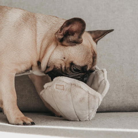 Lambwolf Collective Oyster POP – Bouncy + Squeaky + Crinkly