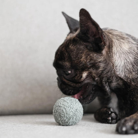 Lambwolf Collective Pea POP – Bouncy + Burrow