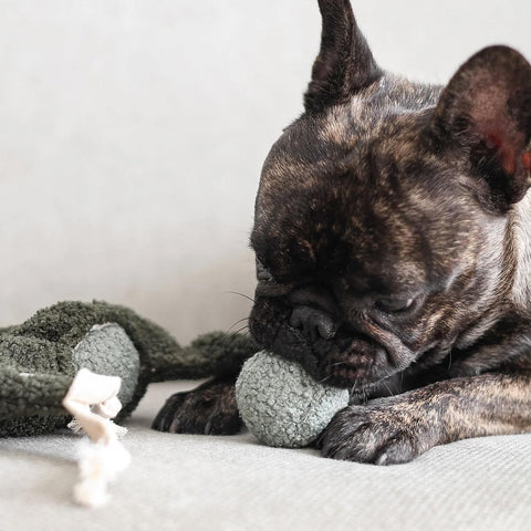 Lambwolf Collective Pea POP – Bouncy + Burrow