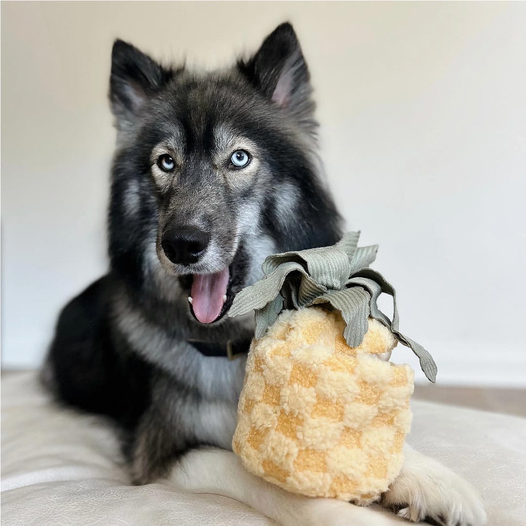 Lambwolf Collective Pineapple POP