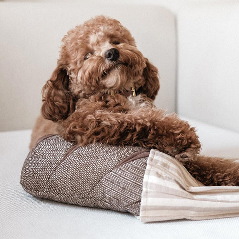 Lambwolf Collective Rye Bread – Snuffle + Squeaky